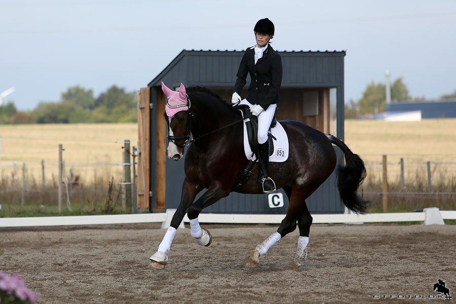 Hollandsk Varmblod Annika billede 23