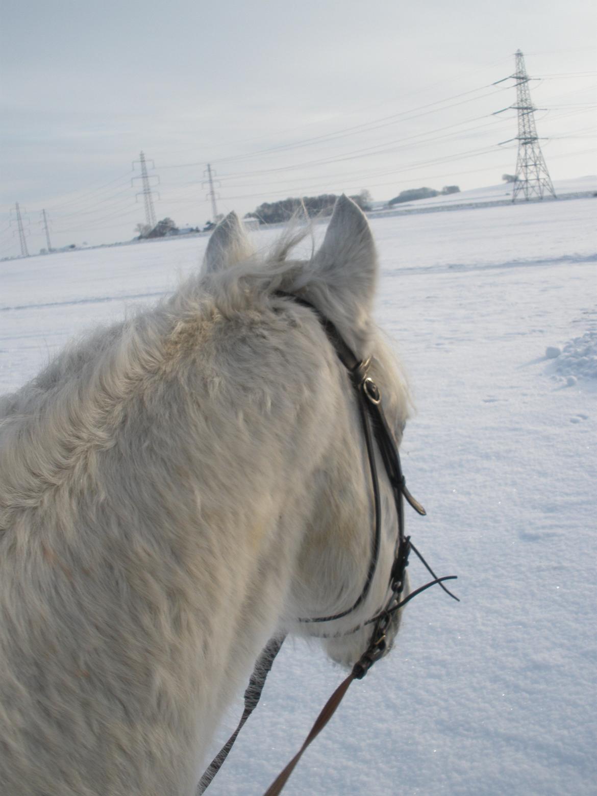 Connemara Flying A / Amico billede 50