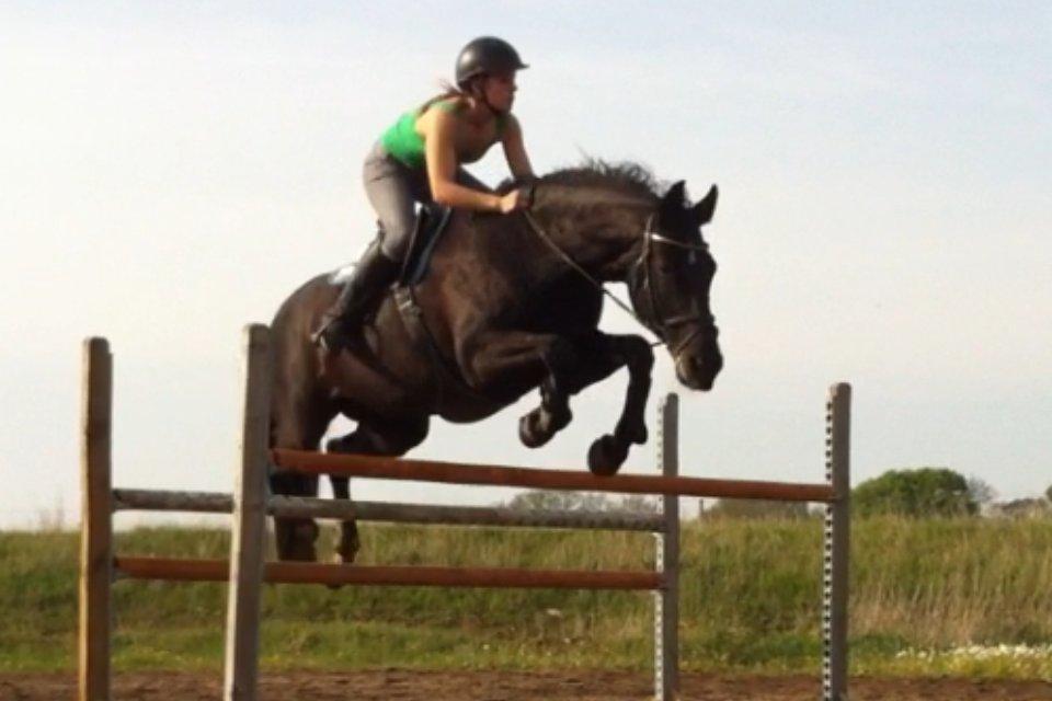 Dansk Varmblod Åkærs Zabina billede 1