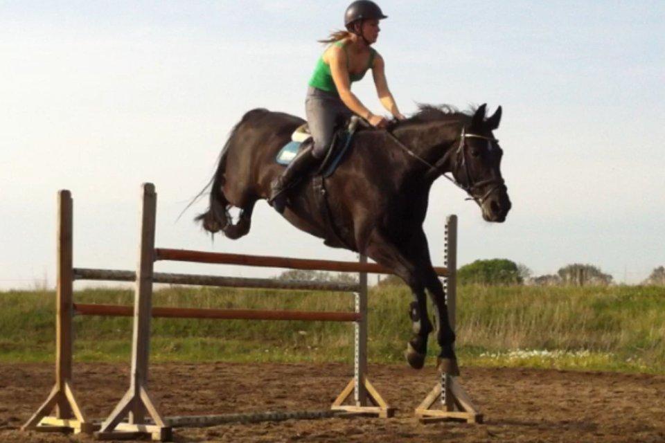 Dansk Varmblod Åkærs Zabina billede 2