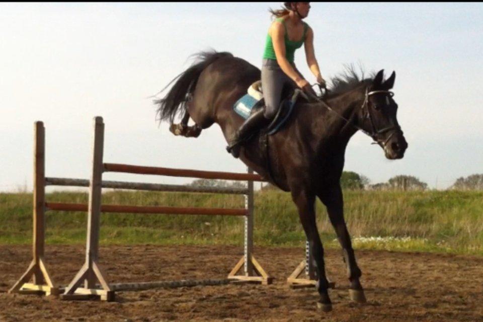 Dansk Varmblod Åkærs Zabina billede 3