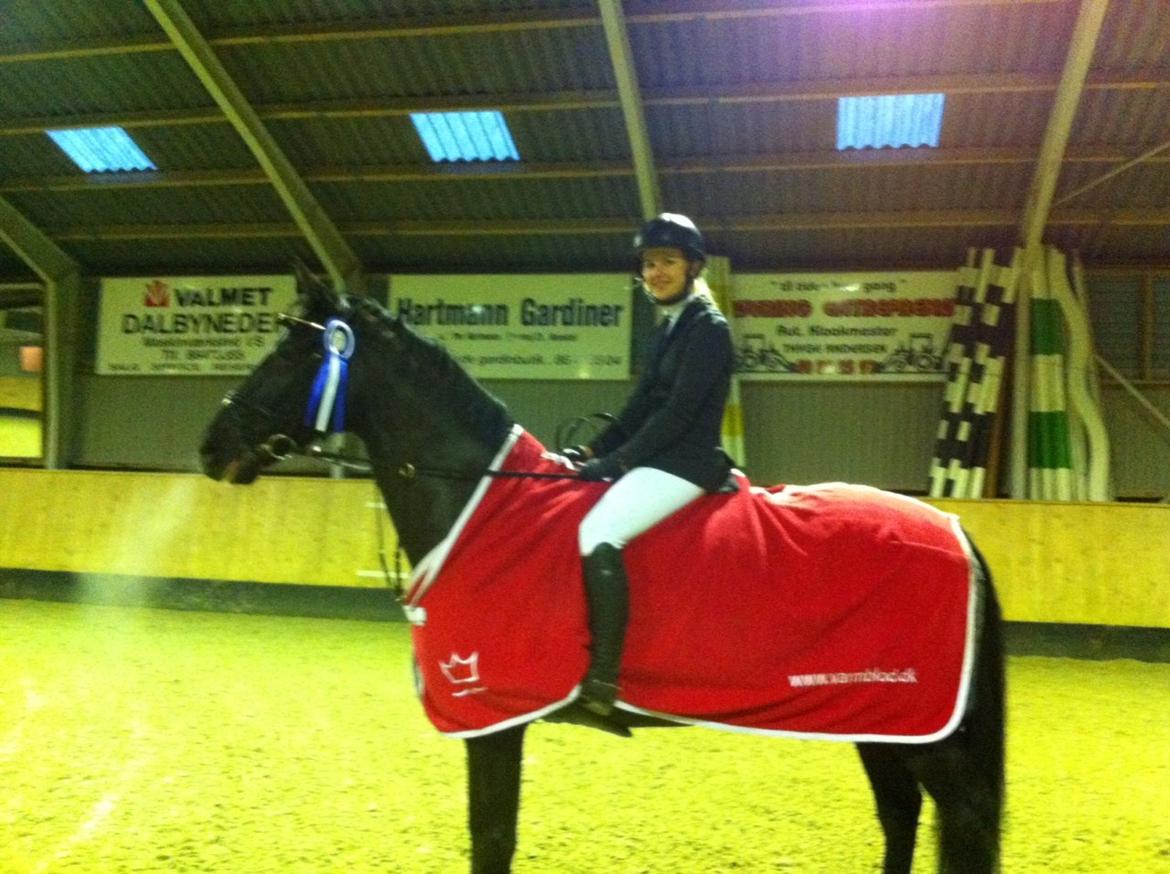 Dansk Varmblod Åkærs Zabina - Første stævne billede 4