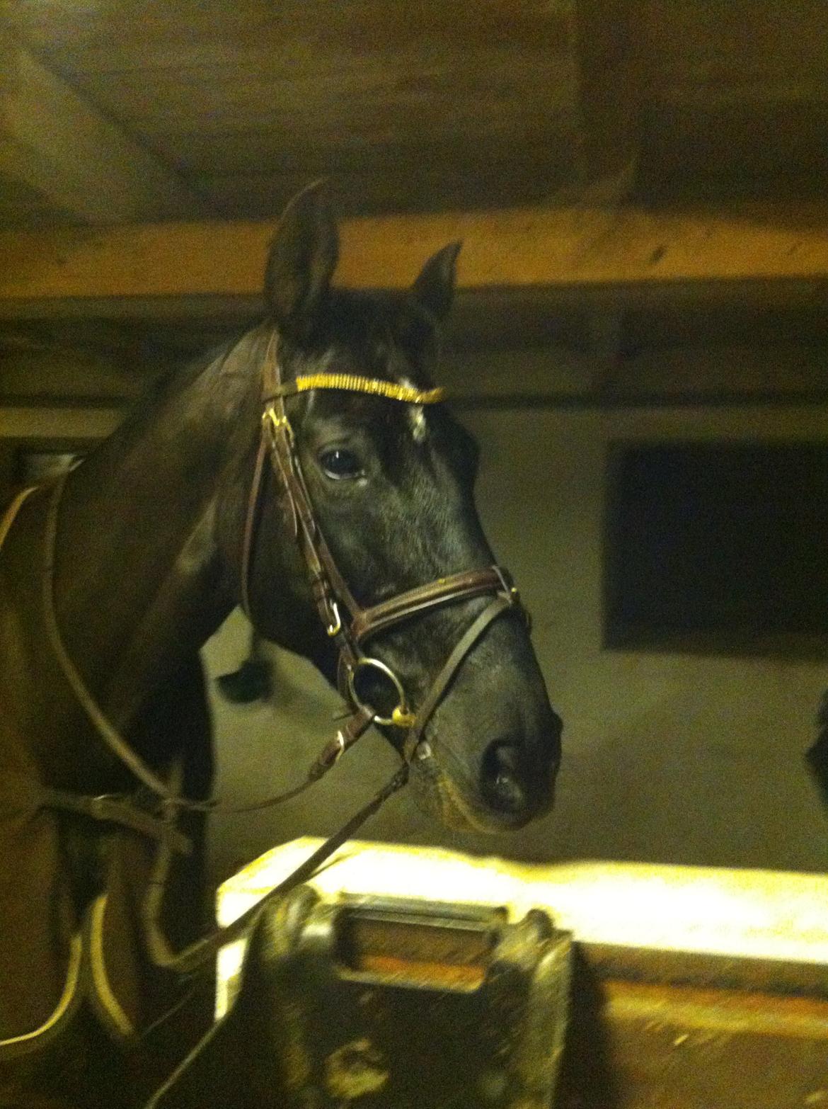 Dansk Varmblod Åkærs Zabina billede 5