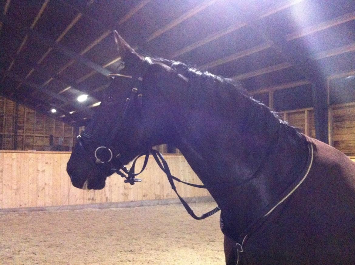 Dansk Varmblod Åkærs Zabina billede 7