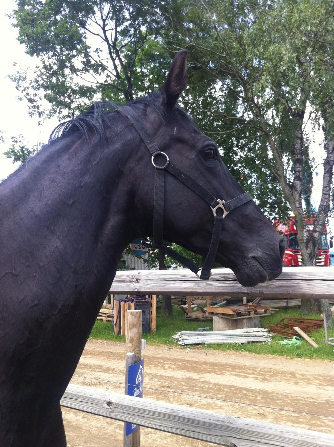 Dansk Varmblod Åkærs Zabina billede 8