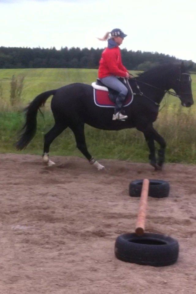 Dansk Varmblod Åkærs Zabina billede 9