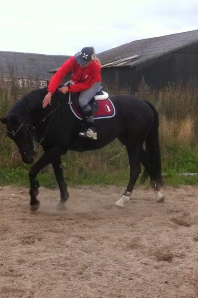 Dansk Varmblod Åkærs Zabina billede 10