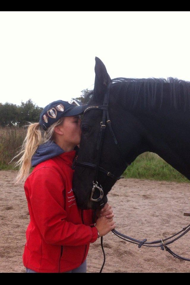 Dansk Varmblod Åkærs Zabina billede 12