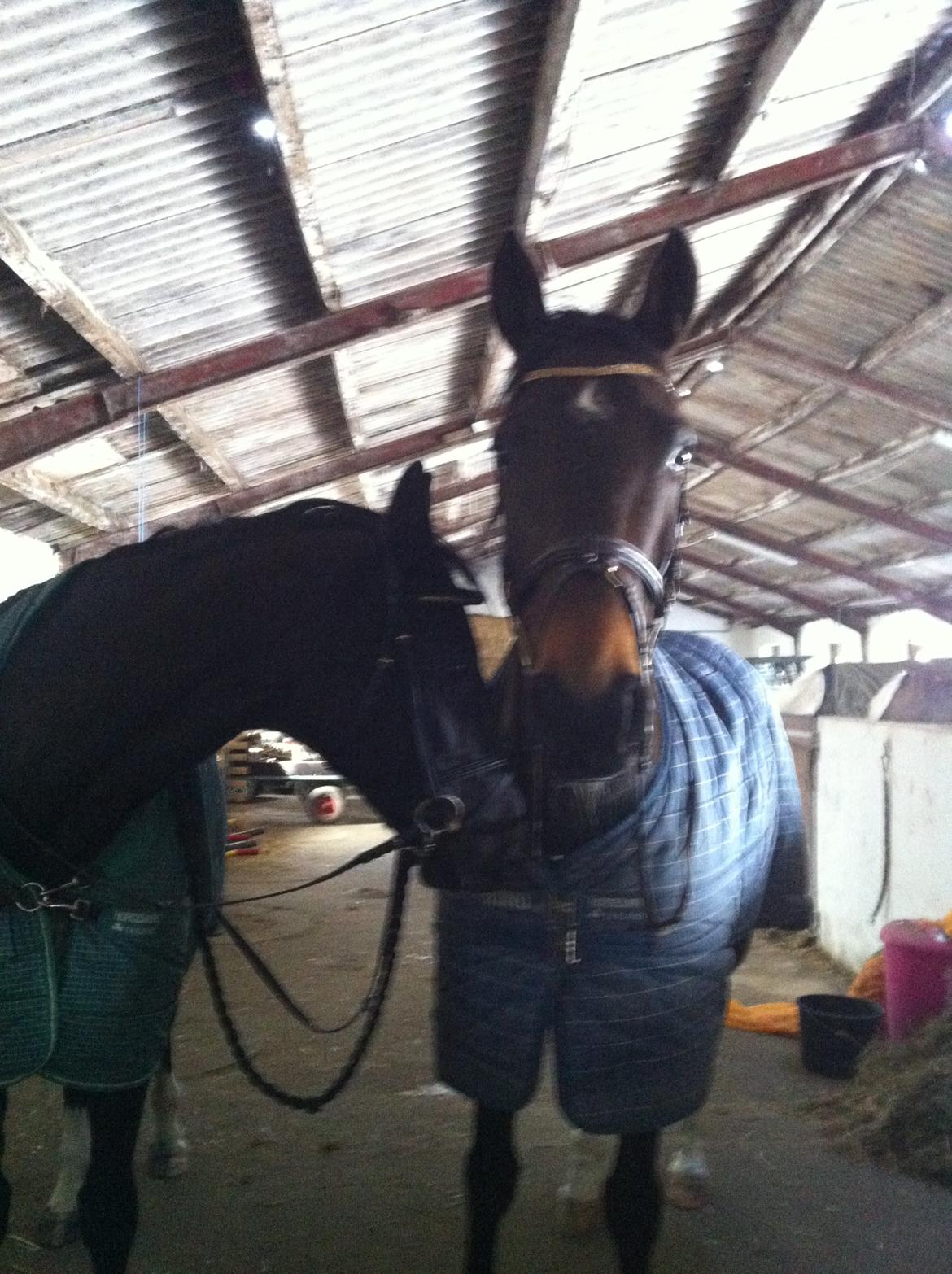 Dansk Varmblod Åkærs Zabina - Sorte eeelsker costa<3 billede 13