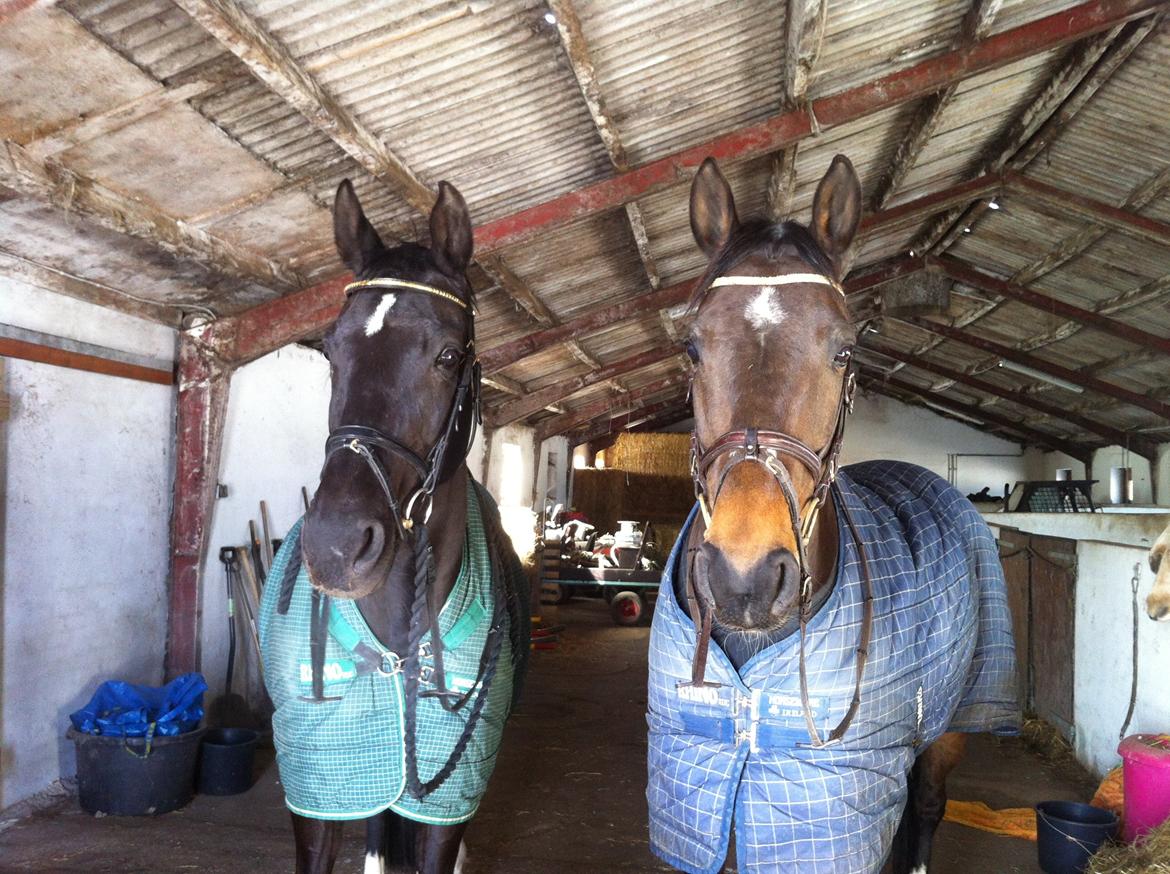 Dansk Varmblod Åkærs Zabina - Stjerne heste billede 14