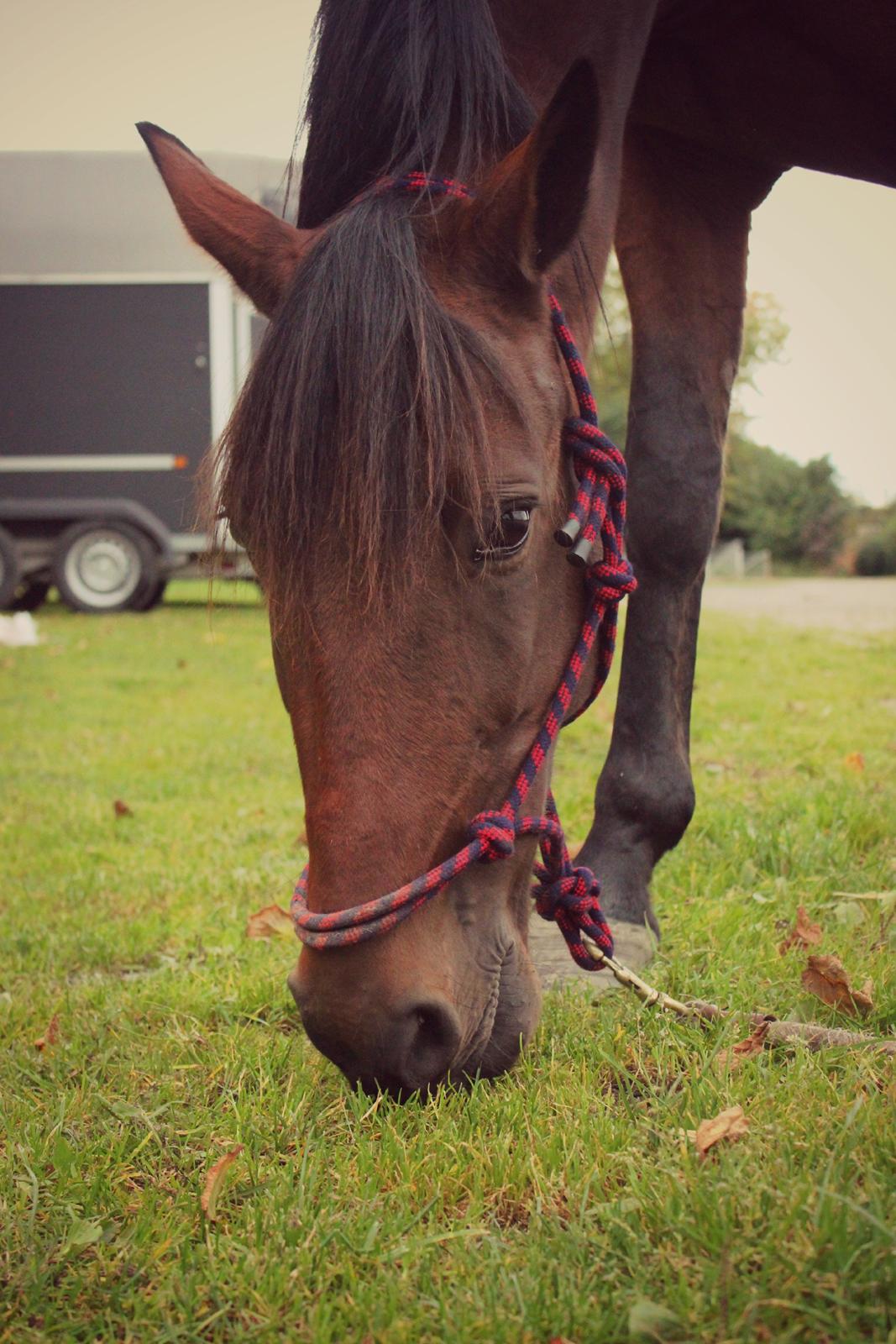Traver Ofero Langdel *Øffe* - 4) Åhh hvor han nyder at græsse. billede 4