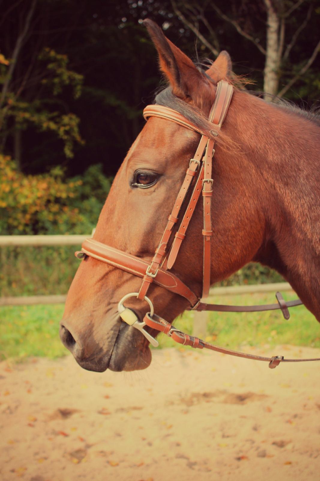 Traver Ofero Langdel *Øffe* billede 14