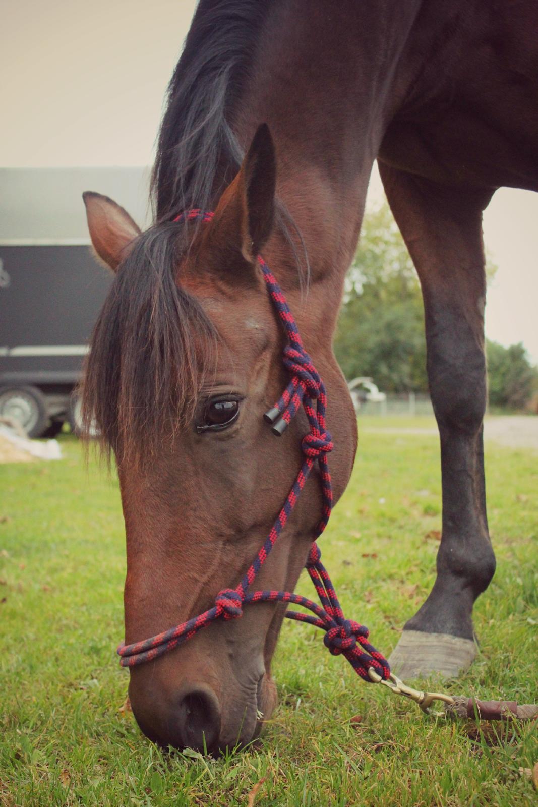 Traver Ofero Langdel *Øffe* billede 15