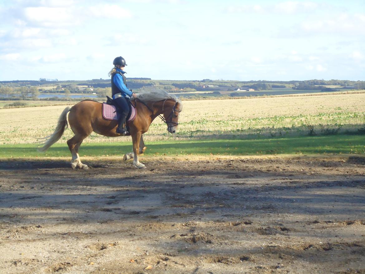 Haflinger missy <3 - Dressur! <3 billede 2