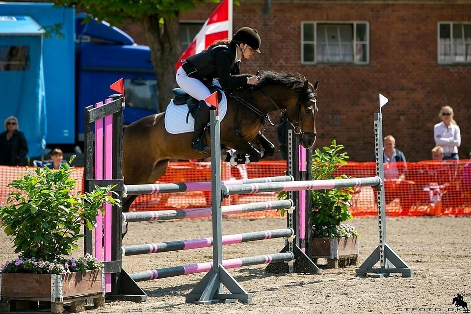 New Forest Odden's Daytonna A-Pony - DM hold 2013 i Næstved<3 billede 2