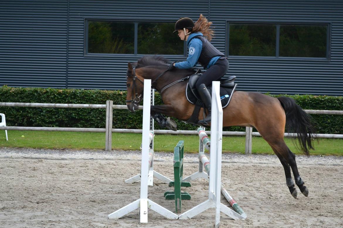 New Forest Odden's Daytonna A-Pony - Kursus ved Thomas Sandgaard 2013 <3 billede 15
