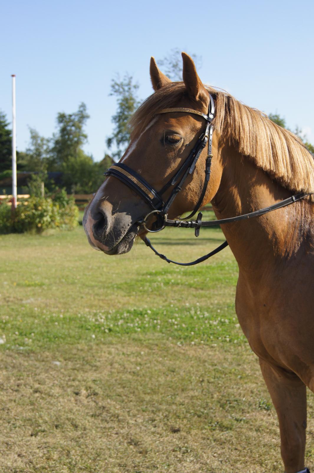 Hollandsk Sportspony Baloubet - Balou :-* billede 8