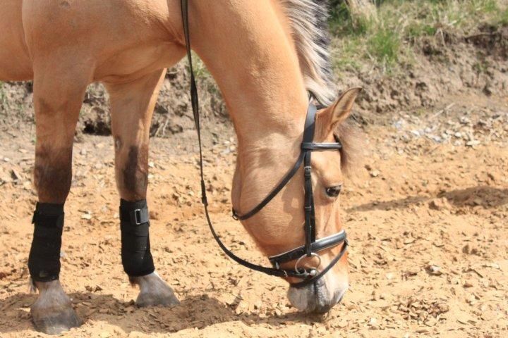 Anden særlig race Giggi billede 2