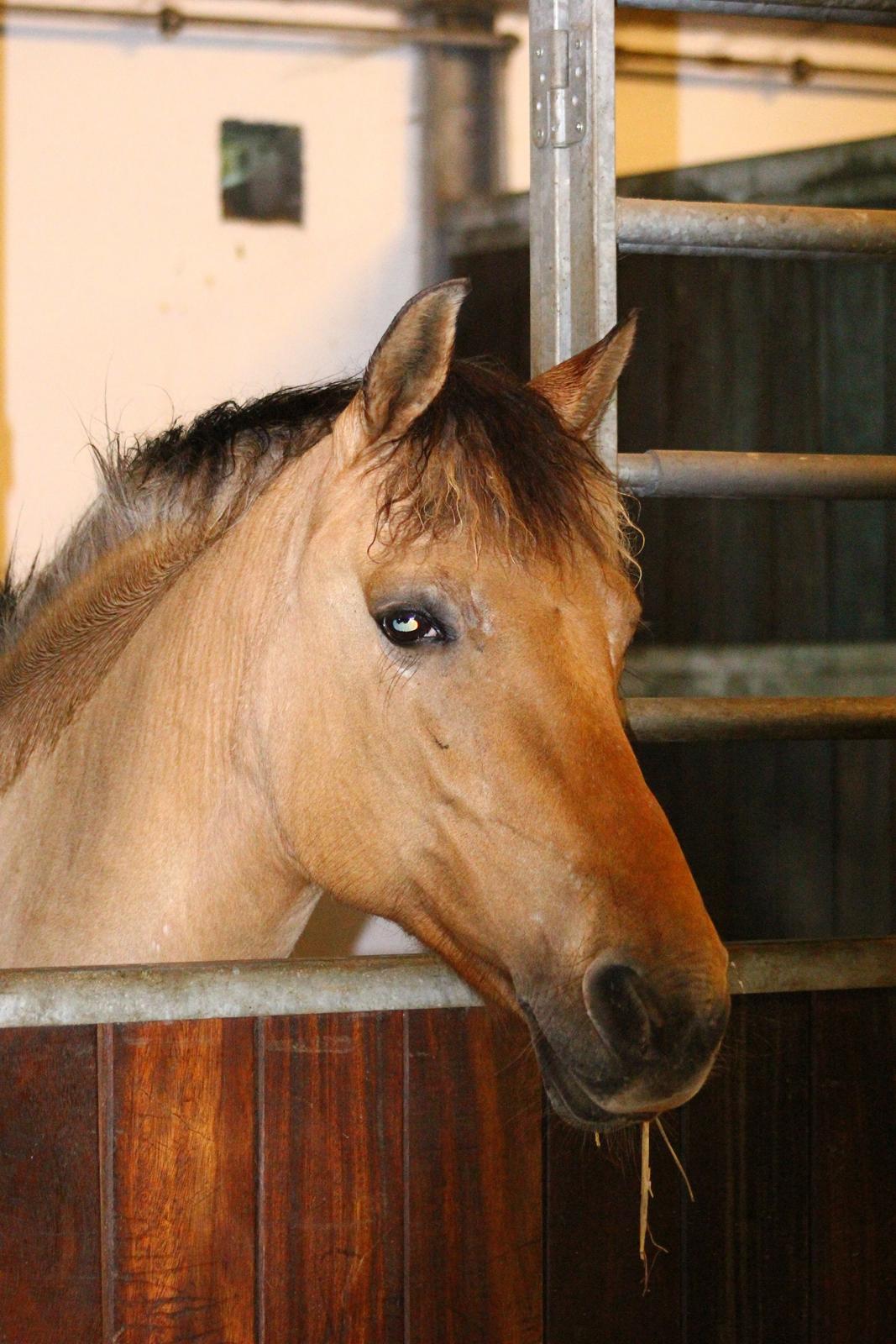 Anden særlig race Giggi billede 3