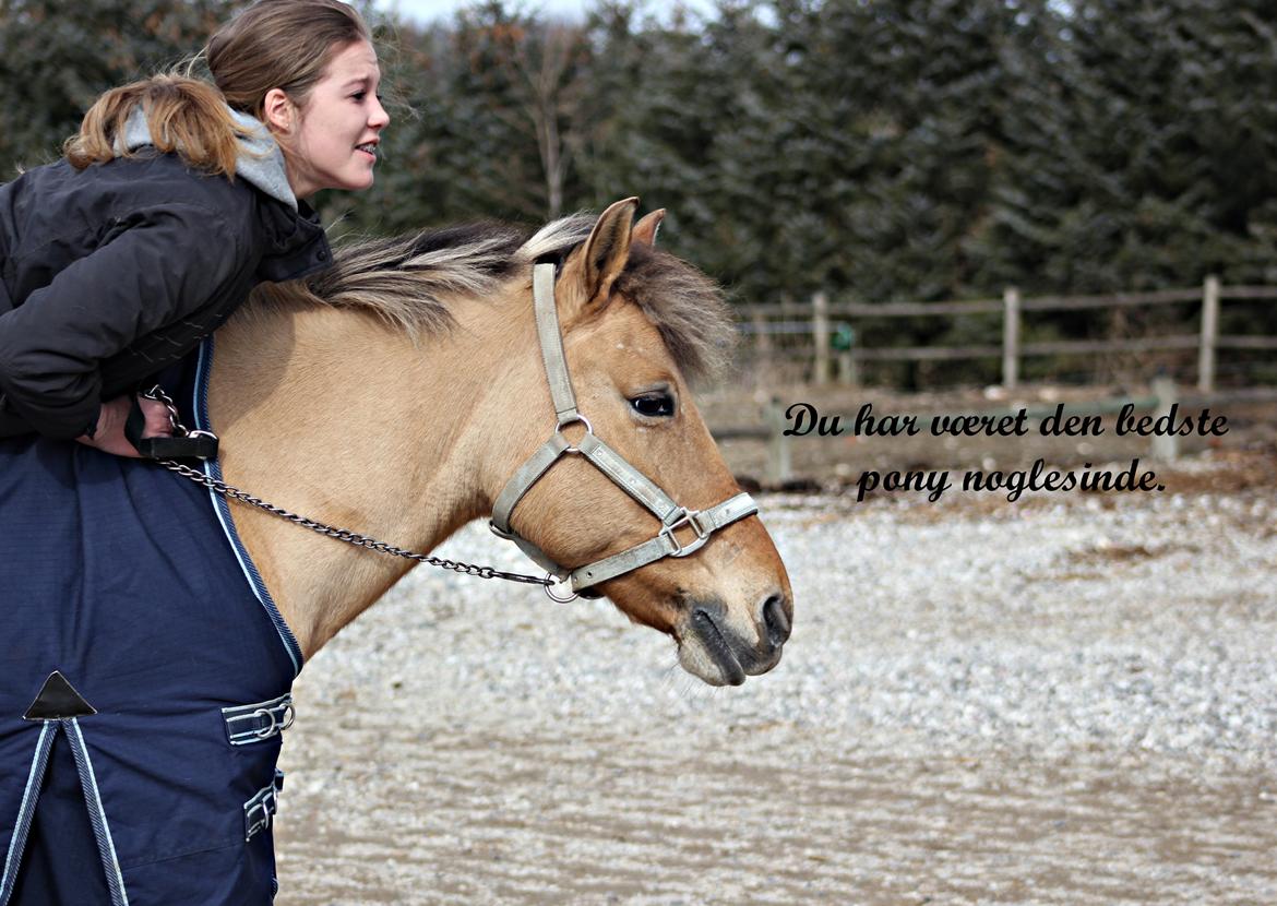 Anden særlig race Giggi billede 4