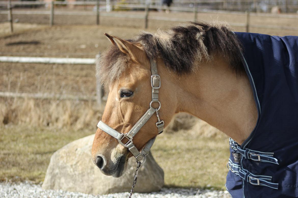 Anden særlig race Giggi billede 5