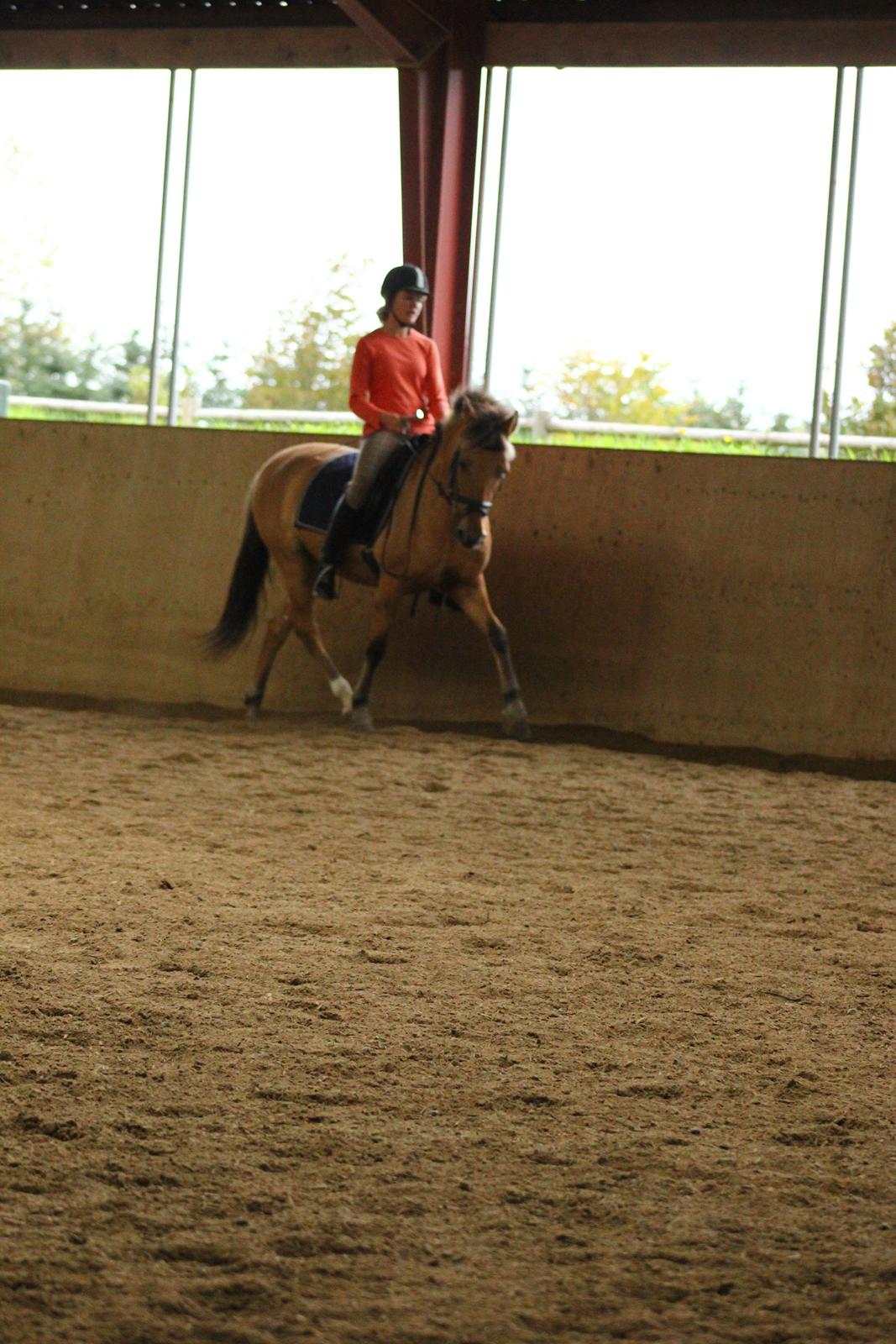 Anden særlig race Giggi billede 6