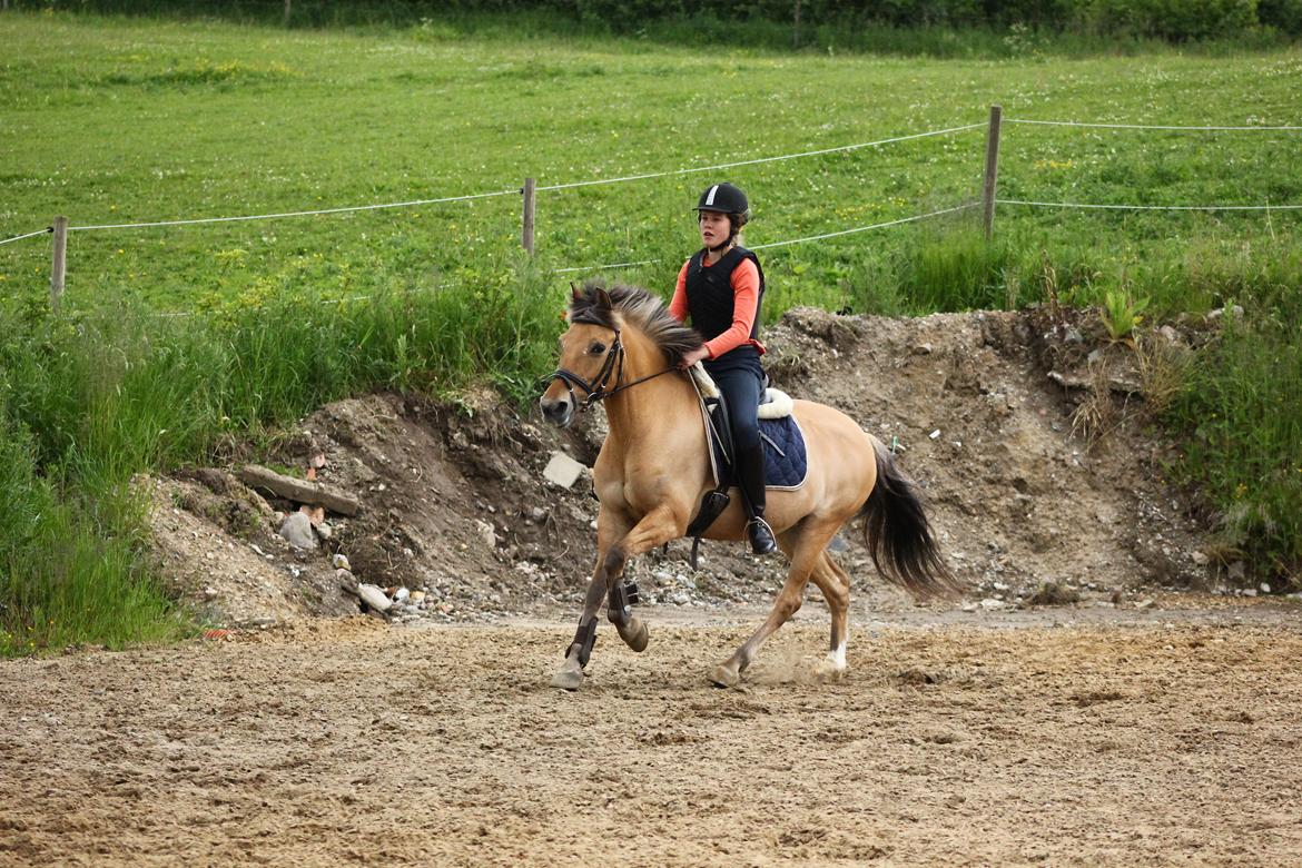 Anden særlig race Giggi billede 8
