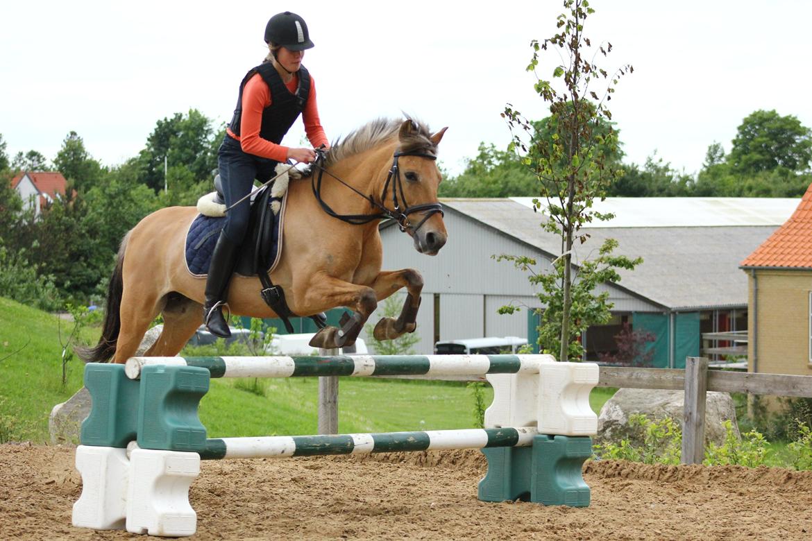 Anden særlig race Giggi billede 9