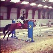 Dansk Varmblod Mew Town Himmelhest  billede 17