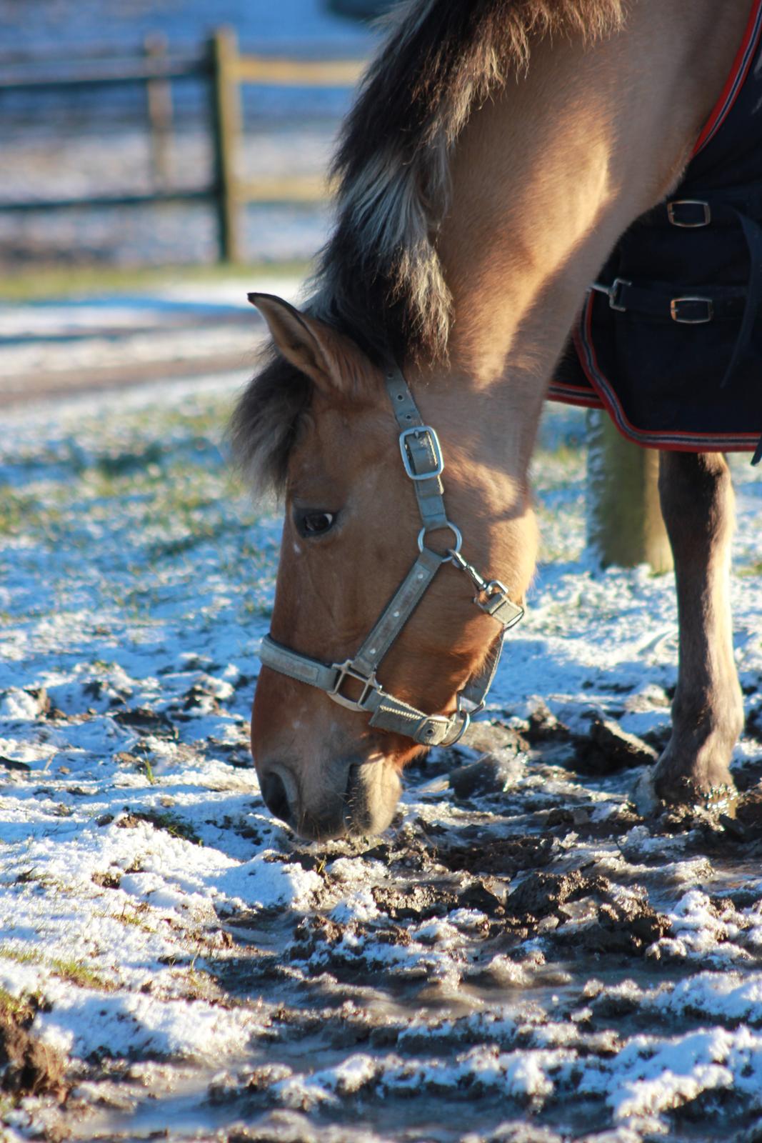 Anden særlig race Giggi billede 11