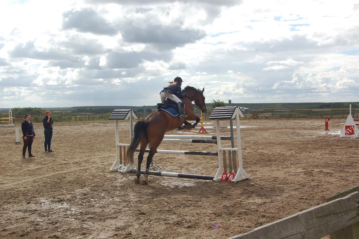 Dansk Varmblod Stejlbjerggaards Cyrillis - 11/08 - 2013, første stævne. Var en tur i sandet klassen før, derfor beskidte bukser..  billede 11