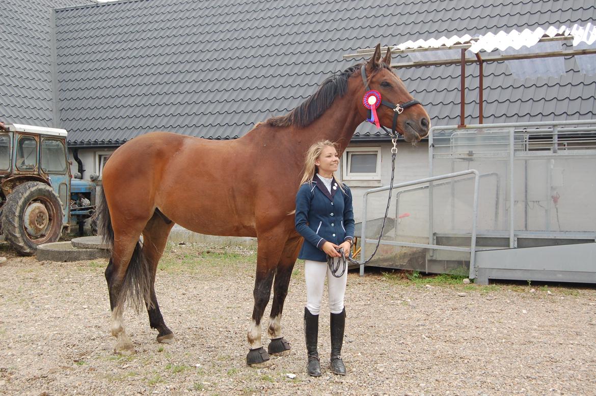 Dansk Varmblod Stejlbjerggaards Cyrillis - 11/08 - 2013, 'lille' dreng - stor stjerne!  billede 12