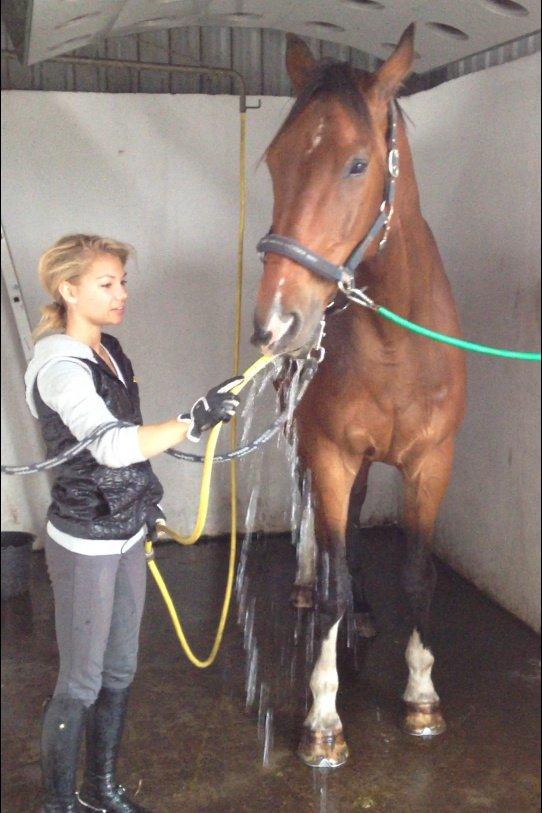 Dansk Varmblod Stejlbjerggaards Cyrillis - 22/08 - 2013 billede 13