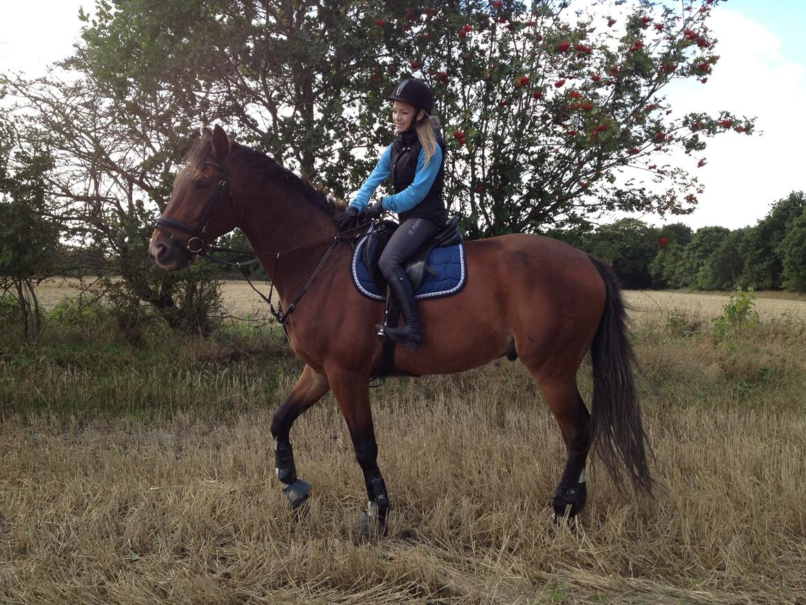 Dansk Varmblod Stejlbjerggaards Cyrillis - 31/08 - 2013 billede 6