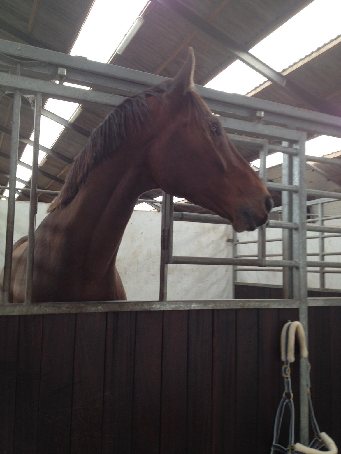 Dansk Varmblod Stejlbjerggaards Cyrillis - 20/09 - 2013, lige kommet hjem fra Ansager Dyrehospital!  billede 3