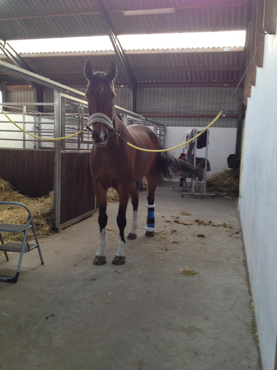 Dansk Varmblod Stejlbjerggaards Cyrillis - 24/09 - 2013 billede 17