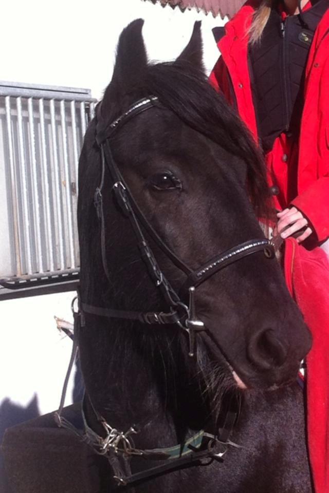 Irish Cob Sir charles - Prinse mand billede 6