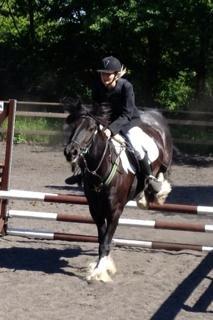 Irish Cob Sir charles - Virkelig den bedste i verden billede 7