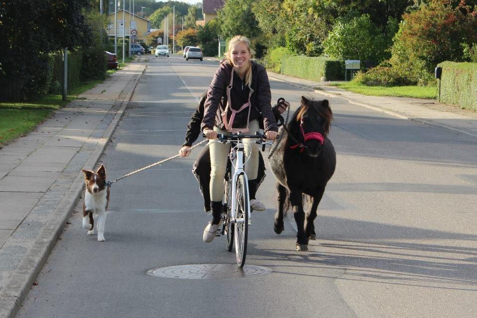 Shetlænder Elvis billede 11