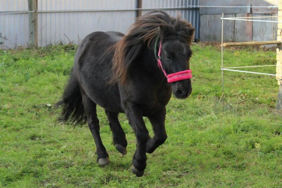 Shetlænder Elvis billede 1