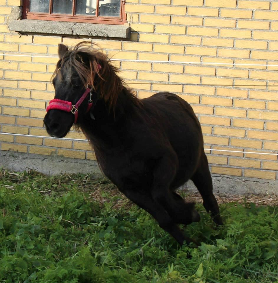 Shetlænder Elvis billede 15