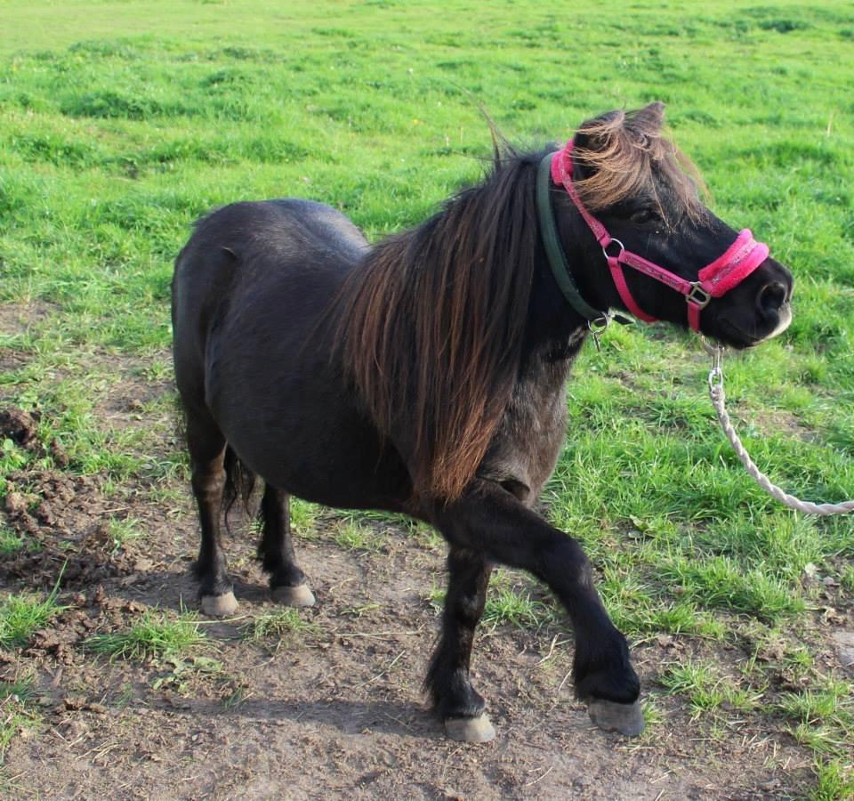 Shetlænder Elvis billede 6