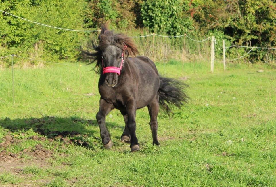 Shetlænder Elvis billede 7