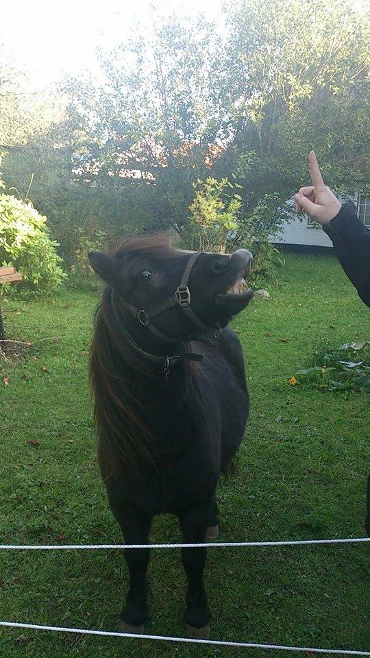 Shetlænder Elvis billede 8