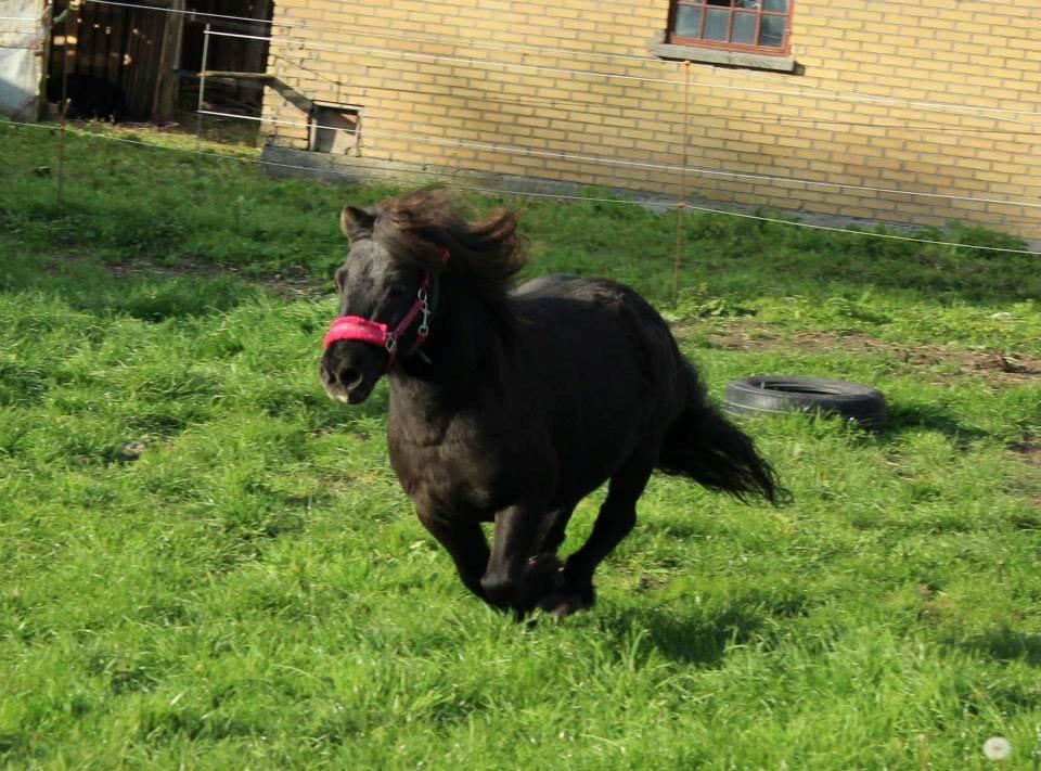 Shetlænder Elvis billede 14