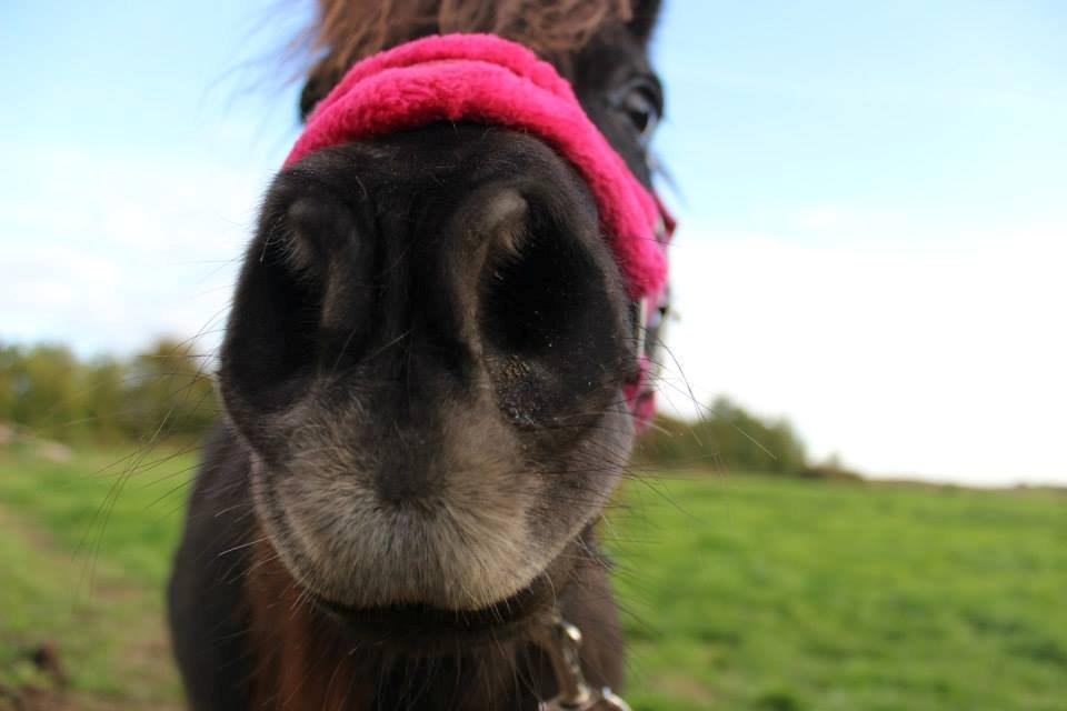 Shetlænder Elvis billede 13