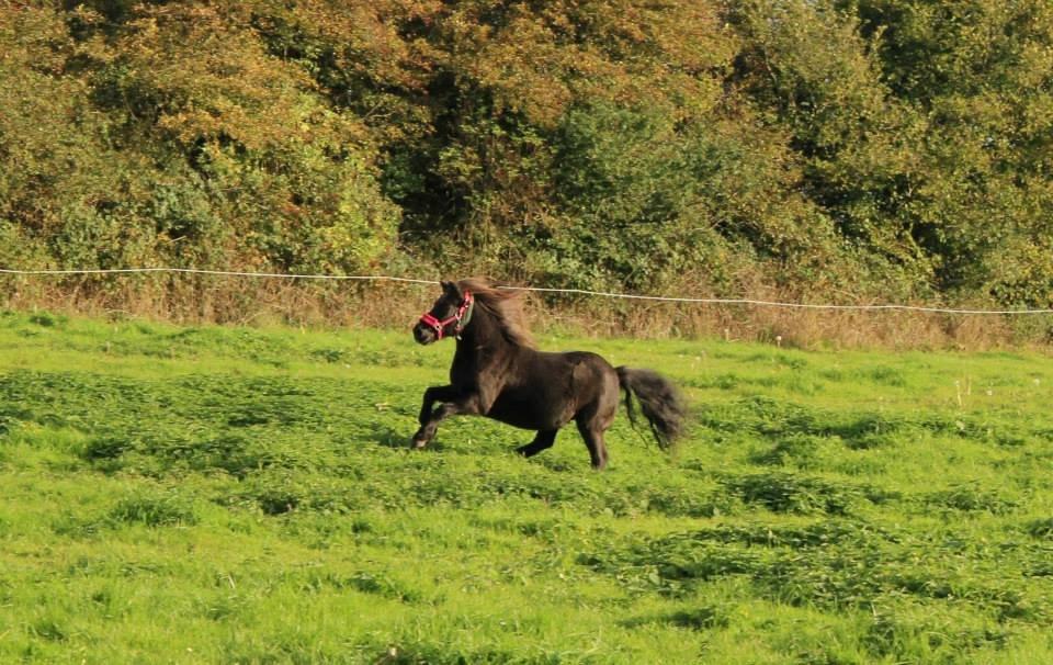 Shetlænder Elvis billede 9