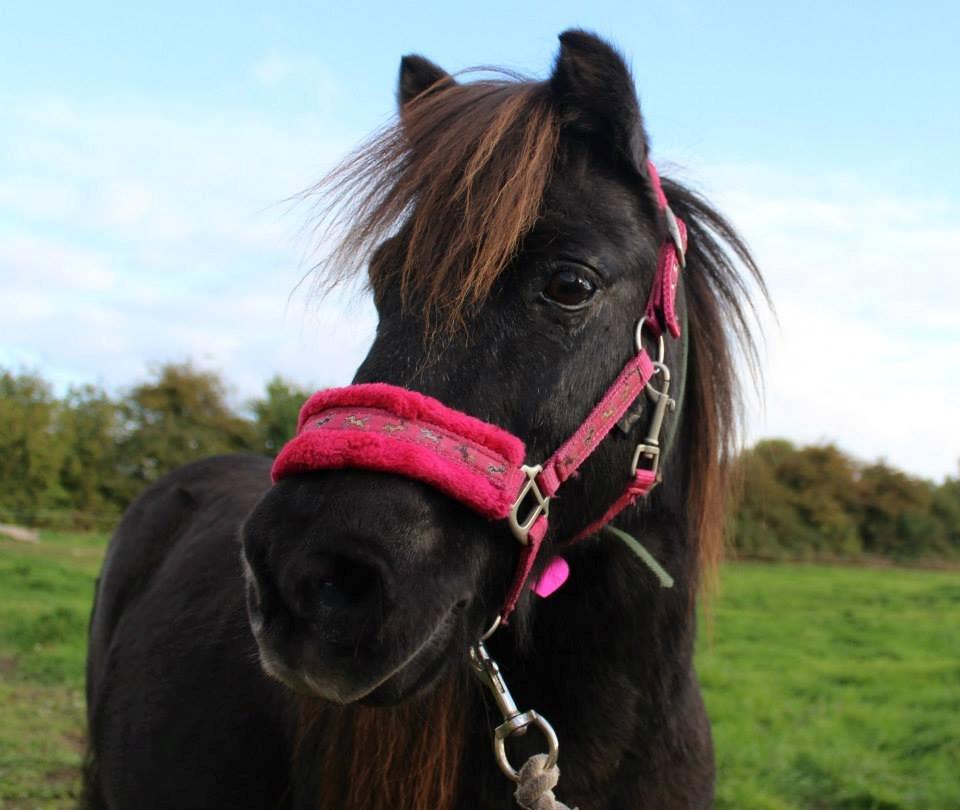 Shetlænder Elvis billede 18