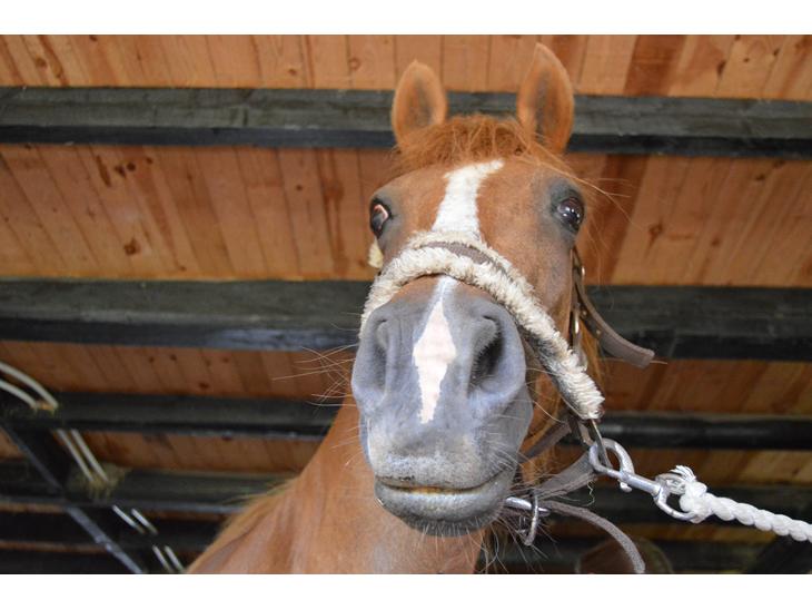 {{currentPhoto.altText}} billede {{currentPhoto.number}}