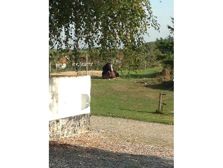 {{currentPhoto.altText}} billede {{currentPhoto.number}}